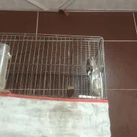 سهره|پرنده|ایذه, |دیوار