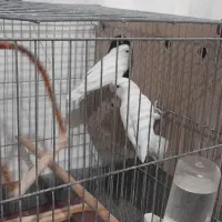 مرغ عشق . طوطی برزیلی . قفس|پرنده|مسجد سلیمان, |دیوار