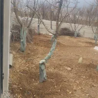 باغبانی هرس سمپاشی