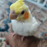 جوجه عروس هلندی دستی|پرنده|شیراز, محراب|دیوار