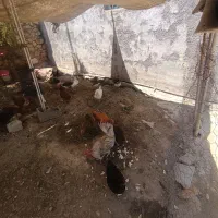 چهار  عدد غاز دونه ۶۰۰ و ۱۵ عدد مرغ و خروس  ۵۰۰|حیوانات مزرعه|دوگنبدان, |دیوار