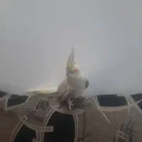 عروس هلندی|پرنده|جیرفت, |دیوار