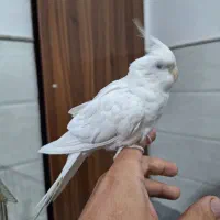 عروس هلندی سخنگو|پرنده|قم, سید معصوم|دیوار