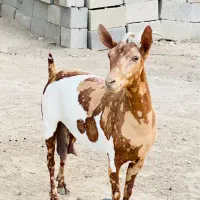 فروش یک عدد بز وارداتی اصل اصل|حیوانات مزرعه|بندرعباس, |دیوار