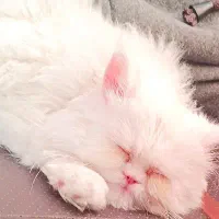 گربه پرشین دال فیس|گربه|بندرعباس, |دیوار