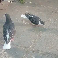 کفتر ساده|پرنده|مشهد, نوید|دیوار