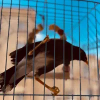 مرغ مینا سخنگو (ماده)