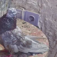 کبوتر