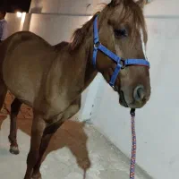 اسب ترکمن پرشی|اسب و تجهیزات اسب‌سواری|خرمدره, |دیوار