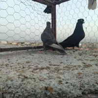 فروش جفت کبوتر