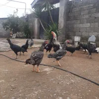 جوجه لاری هندی|حیوانات مزرعه|رشت, بازار|دیوار