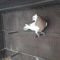 گنجه آهنی محکم.|لوازم جانبی حیوانات|شیراز, حجت آباد|دیوار