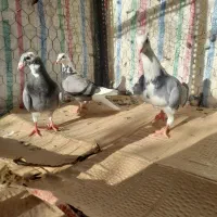 کبوترمغلف المانی