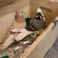 یک جفت کفتر