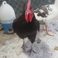خروس