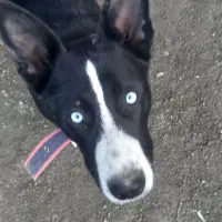 یک قلاده سگ هاسکی چشم ابی