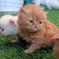 فروش گربه|گربه|بوکان, |دیوار