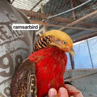 مرغ های زیبا