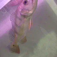 ماهی پیکاک بالغ