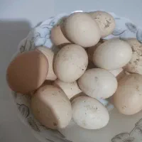 تخم مرغ محلی