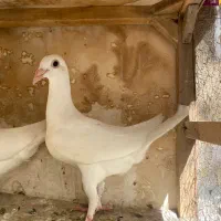 کفتر جوجه دورگ کاردک تخت نکرده فوق درشت