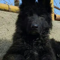 ژرمن black ، ژرمن سرخ و سیاه 2026