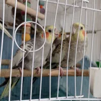 عروس هلندی بالغ نر و ماده و بچه 4ماهه|پرنده|رودسر, |دیوار