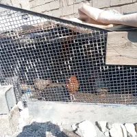 مرغ و خروس محلی