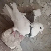 کبوتر فروشی 2عدد طوقی