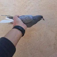 کبوتر خرقه و پلاکی|پرنده|فولادشهر, مسکن مهر فولادشهر|دیوار