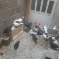 کبوتر|پرنده|اهواز, گلستان|دیوار