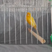 قناری نر جوان فوق‌العاده حرفه ای دهن سهره