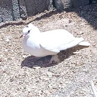 کبوتر