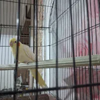 عروس هلندی لوتینو|پرنده|بافق, |دیوار