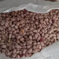 ۳تن لوبیا چیتی بذر کوشا به حال خود