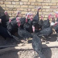 بوقلمون نر و ماده