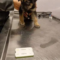 واگذاری رایگان ژرمن ورکلاین|سگ|تهران, بریانک|دیوار