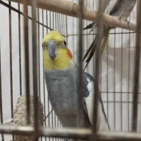 عروس هلندی رام و سخنگو