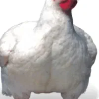 کارگر مرغداری نیازمندم