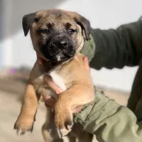 توله پیتکورسو نر و ماده