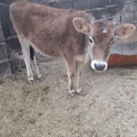 ۳ عدد گوساله|حیوانات مزرعه|بم, |دیوار