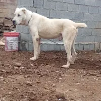 سگ البای نیشها سالم نیست