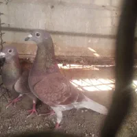 کبوتر|پرنده|بیرجند, |دیوار