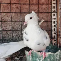 کفتر|پرنده|قم, چهل درخت‎|دیوار