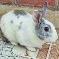 خرگوش ماده باهوش