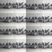 دسته ۱۷تایی پرشی ماده سبز المانی