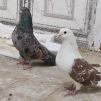 کبوتر ملاقی|پرنده|زهک, |دیوار