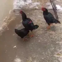 تخم شریکی داخل دستگاه میزارم