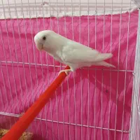 طوطی برزیلی|پرنده|اهواز, ۲۰۰۰واحدی|دیوار