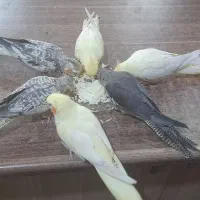 عروس هلندی کاملا دستی